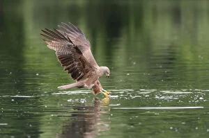 Black Kite -Milvus migrans- grabbing a fish, Mecklenburg-Western Pomerania, Germany
