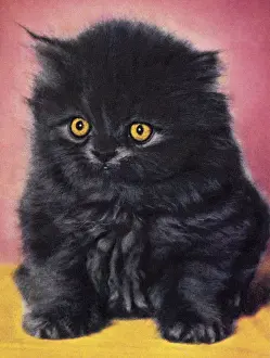 Fluffy Prints: Black Kitten