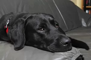 Images Dated 6th December 2012: Black Labrador Retriever dog, male, lying on a leather sofa in a living room, Germany