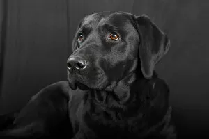 Images Dated 6th December 2012: Black Labrador Retriever dog, male, Germany