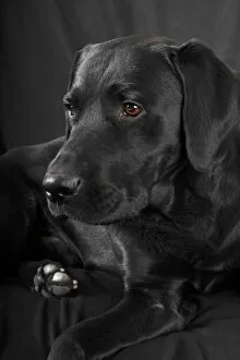 Images Dated 6th December 2012: Black Labrador Retriever dog, male, Germany