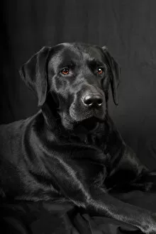 Animal Portrait Gallery: Black Labrador Retriever dog, male, Germany