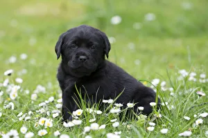 Images Dated 6th May 2014: Black Labrador Retriever puppy