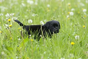 Images Dated 6th May 2014: Black Labrador Retriever puppy walking through tall grass