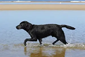 Pets Prints: Black Labrador Retriever walking along the water line on beach, at dog beach, young male