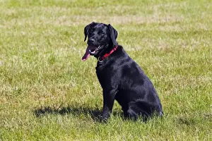 Laboratory Prints: Black Labrador Retriever, young male dog