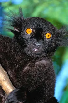 Art Wolfe Photography Prints: Black lemur (Eulemur macaco), close-up