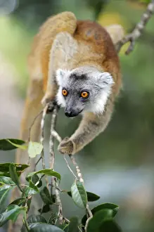 Mammalian Prints: Black Lemur (Eulemur macaco), Madagascar, Africa