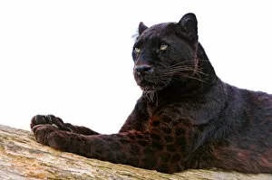 Images Dated 18th March 2012: Black leopard