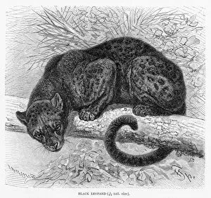 Images Dated 11th May 2017: Black leopard engraving 1894