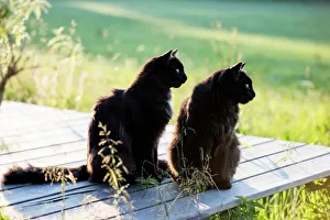 Two Animals Gallery: Two black long hair cats