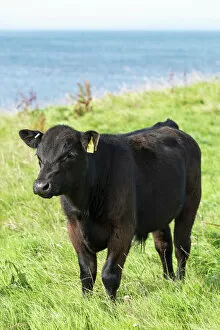 Perissodactyla Gallery: Black male Aberdeen Angus calf on a pasture on the north coast of Scotland, Caithness, Scotland