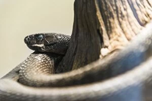 Images Dated 31st August 2012: Black Mamba -Dendroaspis polylepis-, Living Desert Snake Park, Walvis Bay, Namibia