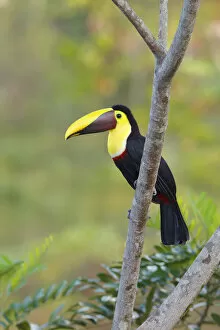 Images Dated 2nd July 2015: Black-mandibled Toucan
