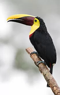 Images Dated 11th January 2015: Black-mandibled toucan on branch
