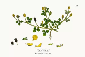 Images Dated 14th October 2017: Black Medick, Medicago Lupulina, Victorian Botanical Illustration, 1863