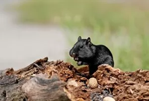 Images Dated 28th August 2010: Black melanistic Chipmunk