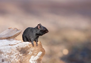 Images Dated 8th April 2011: Black melanistic Chipmunk