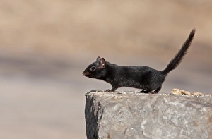 Images Dated 8th April 2011: Black melanistic Chipmunk