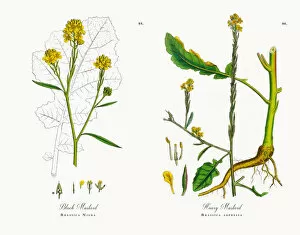 Images Dated 15th November 2017: Black Mustard, Brassica Nigra, Victorian Botanical Illustration, 1863