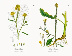 Black Mustard, Brassica Nigra, Victorian Botanical Illustration, 1863