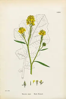 Black Mustard, Brassica Nigra, Victorian Botanical Illustration, 1863