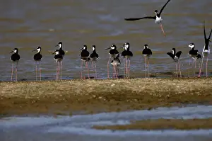 Art Wolfe Photography Prints: Black-necked stilts (Himantopus mexicanus)at waters edge, Venezuela