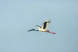 Images Dated 20th December 2012: Black-necked Stork -Ephippiorhynchus asiaticus-, Keoladeo National Park, Rajasthan, India