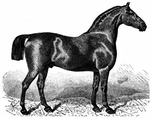 Images Dated 2nd January 2016: Black Oldenburg stallion