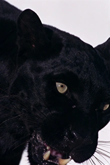 Images Dated 2nd September 2005: Black panther (Panthera pardus), close-up
