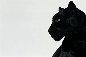 Images Dated 2nd September 2005: Black panther (Panthera pardus), profile