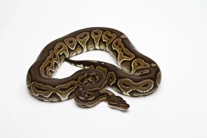 Snake Gallery: Black Pastel Ball Python or Royal Python -Python regius-