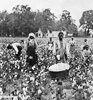 Occupations Prints: Black People Picking Cotton