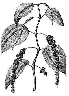 Dried Food Prints: Black pepper (Piper nigrum)