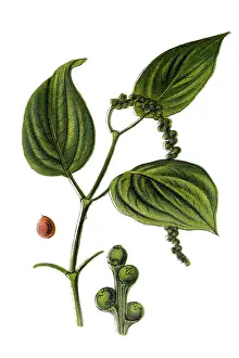 Black pepper (Piper nigrum)