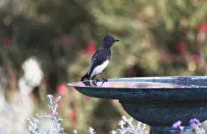 Bokeh Gallery: Black Phoebe Bird Perched on Birdbath
