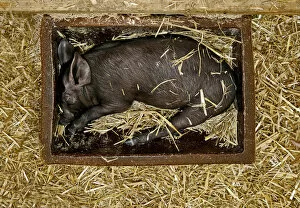 Black piglet sleeping in a feeding trough, Bavaria, Germany