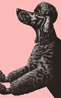 Fluffy Prints: Black Poodle