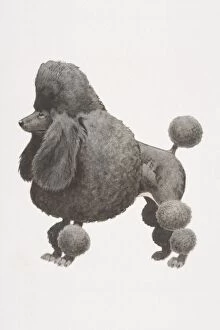 Black Poodle (canis familiaris), partially shaved coat with pompoms, side view