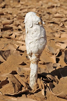 North Africa Collection: Black Powderpuff -Podaxis pistillaris-, wild mushroom growing in the desert of Adrar Tekemberet