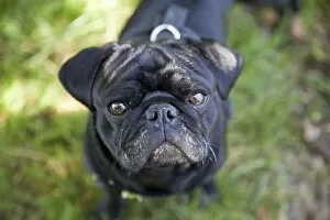 Images Dated 15th August 2012: Black Pug with its face smeared with cow dung