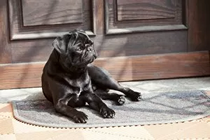 Images Dated 3rd September 2011: Black pug lying in front of the front-door in the sunshine