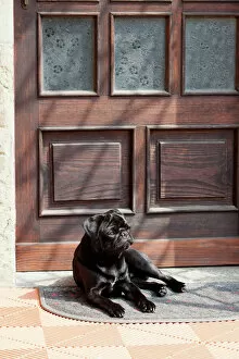 Door Gallery: Black pug lying in front of the front-door in the sunshine