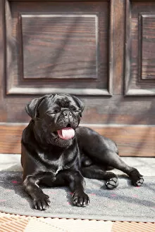 Images Dated 3rd September 2011: Black pug lying in front of the front-door in the sunshine