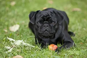 Lap Dog Prints: Black Pug lying on the grass and eating an apple