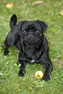 Images Dated 24th August 2012: Black Pug lying on the grass and eating an apple