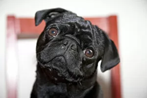 Black pug on a red kitchen chair