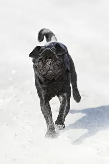 Images Dated 2nd April 2012: Black pug running on the beach, frolicking