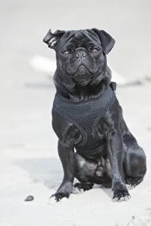 Black pug sitting on a beach