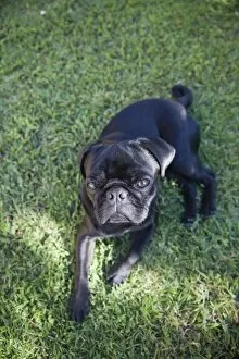 Images Dated 28th August 2011: Black pug sitting on the grass